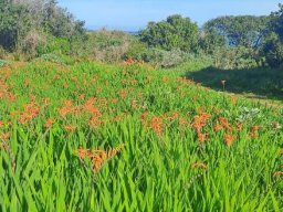 Chasmanthe aethiopica exuberance